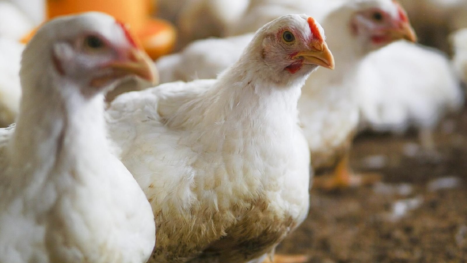 1600x900 Chicken