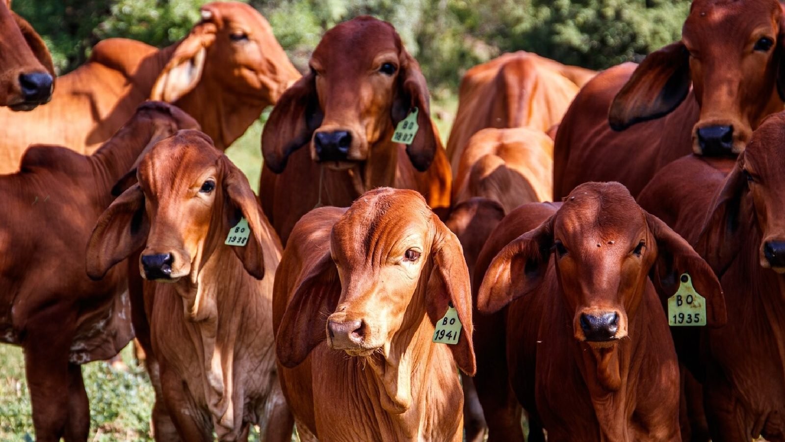 1600x900 Cow